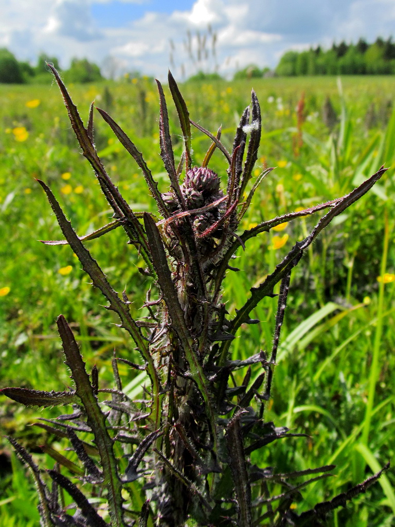 Image of Cirsium palustre specimen.