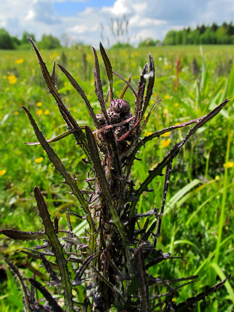 Изображение особи Cirsium palustre.