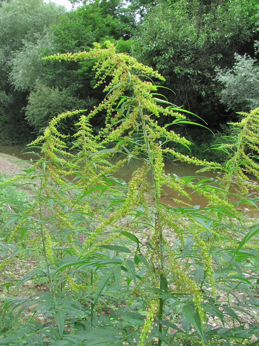 Image of Datisca cannabina specimen.