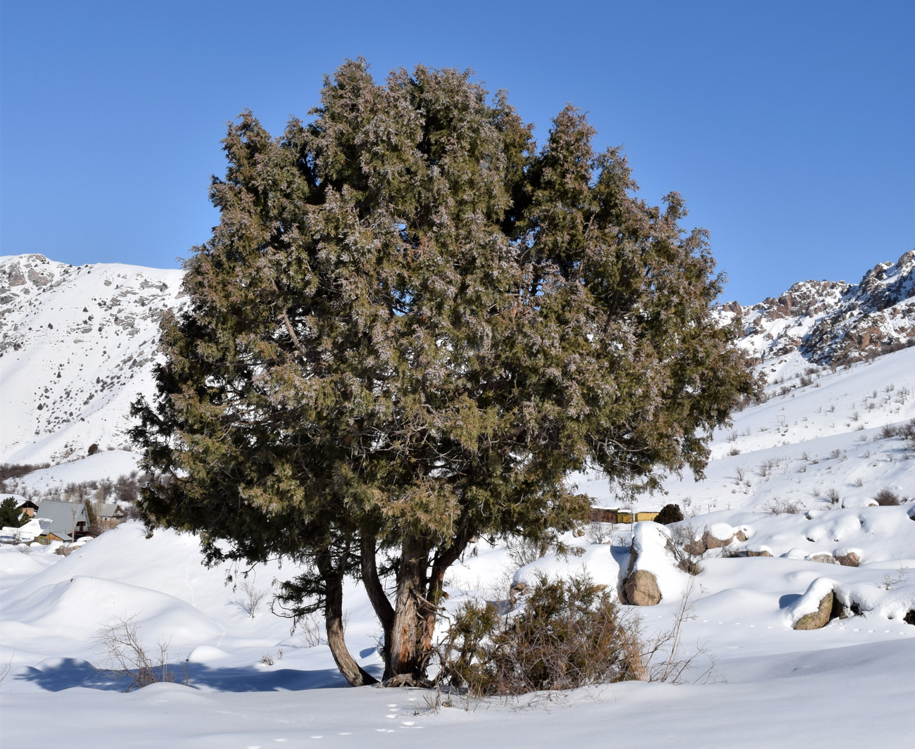 Изображение особи Juniperus seravschanica.