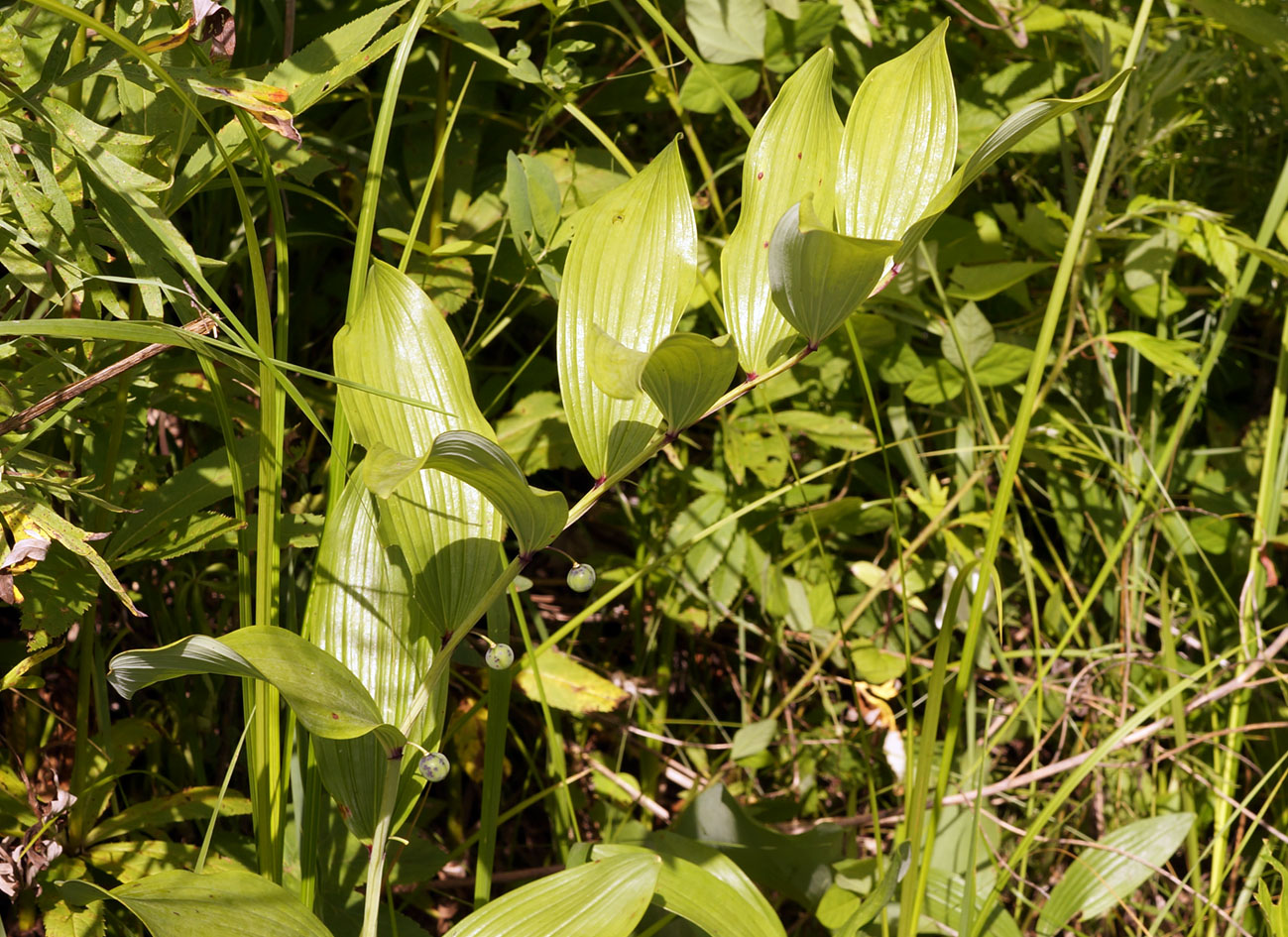 Image of Polygonatum odoratum specimen.