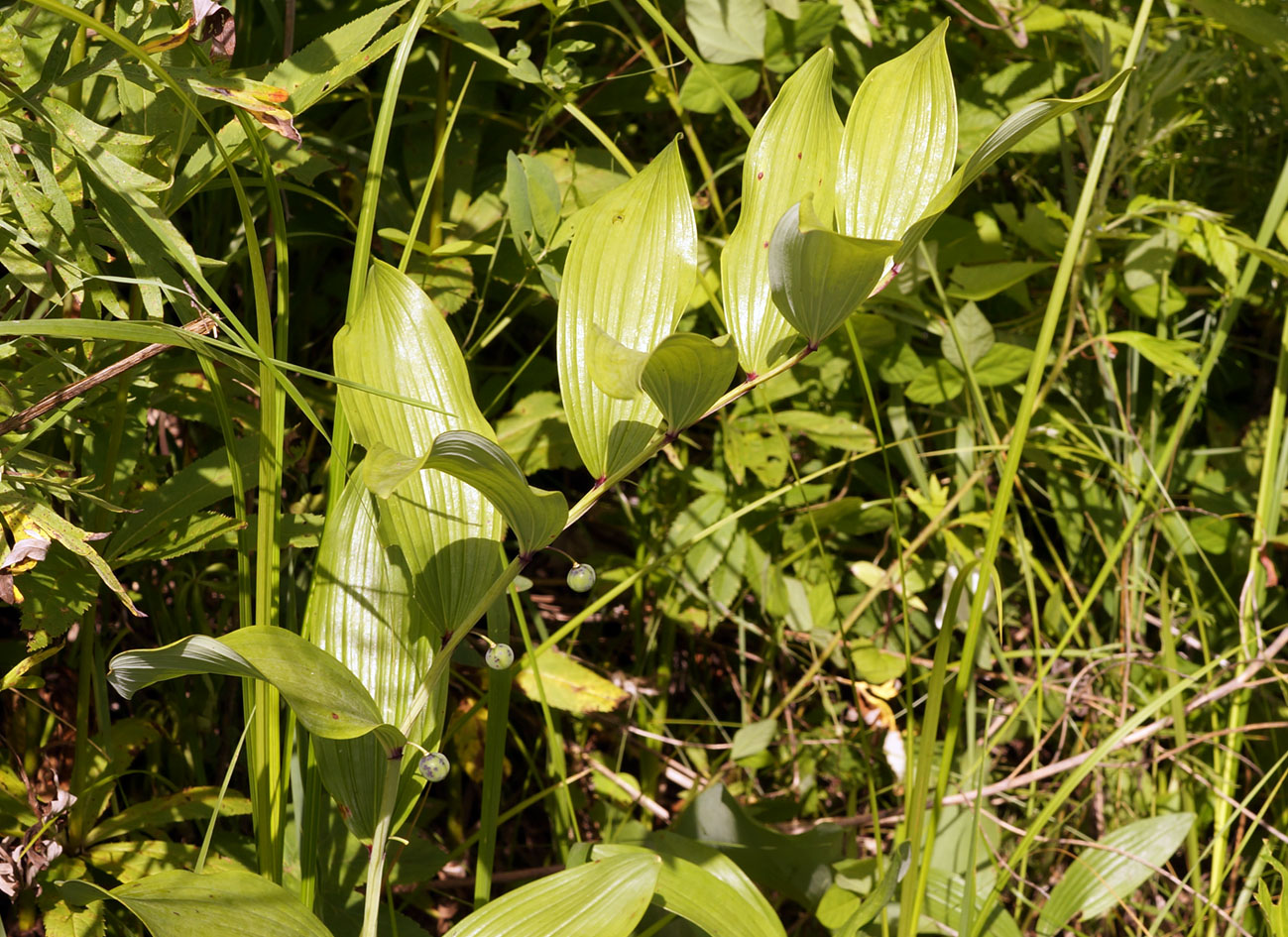 Изображение особи Polygonatum odoratum.