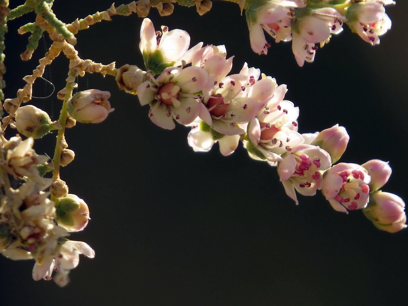 Изображение особи Tamarix passerinoides.