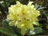 Rhododendron aureum. Цветки. Магаданская обл., окр. г. Магадан, п-ов Старицкого, сопка Марчеканка, на склоне. 26.06.2016.