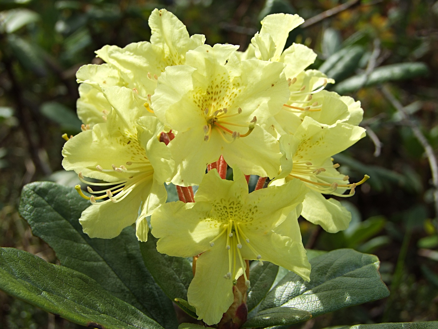 Image of Rhododendron aureum specimen.