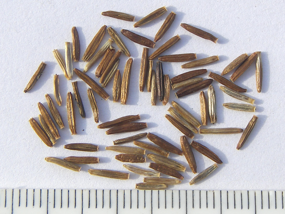 Image of Ligularia subsagittata specimen.