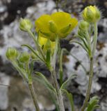 View full-size image Ranunculus sprunerianus