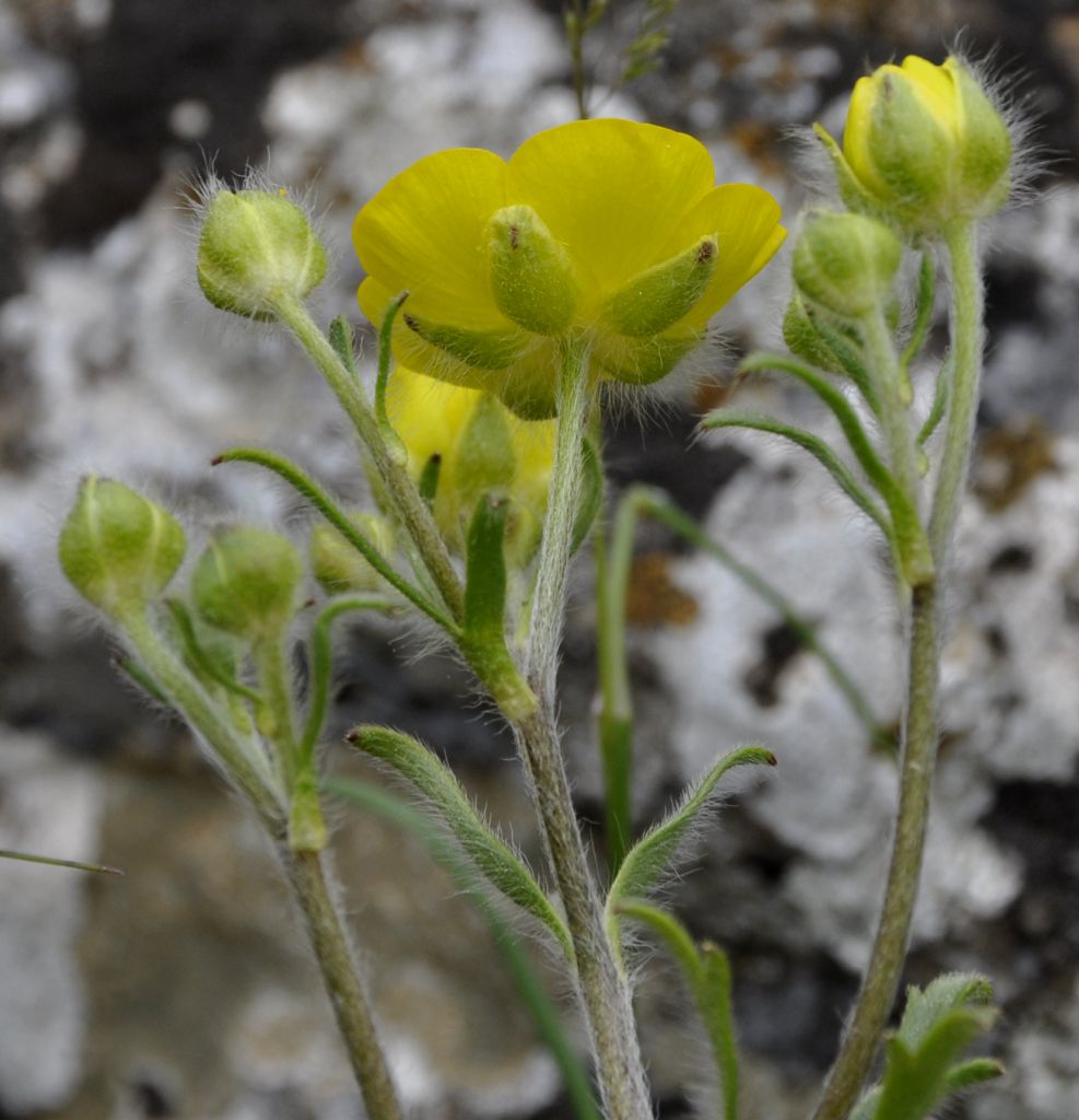 Изображение особи Ranunculus sprunerianus.