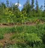 Ferula songarica. Растение с нераскрывшимися соцветиями. Восточный Казахстан, Кокпектинский р-н, 25 км в горы от с. Пантелеймоновка, просека в лесу, ок. 1000 м н.у.м. 13.06.2016.