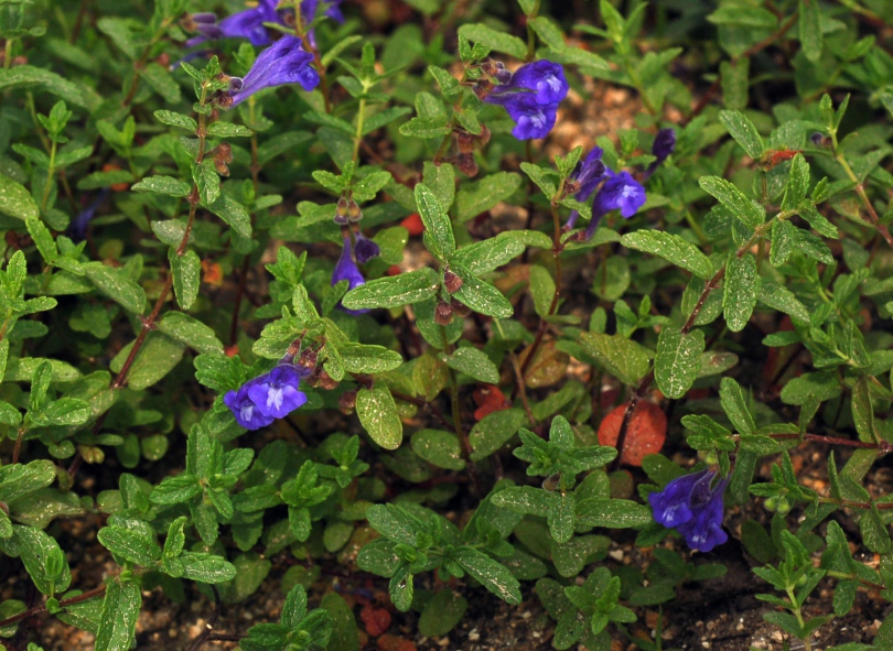 Изображение особи Scutellaria strigillosa.