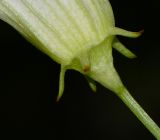 Image of taxon representative. Author is Татьяна Мальчинская