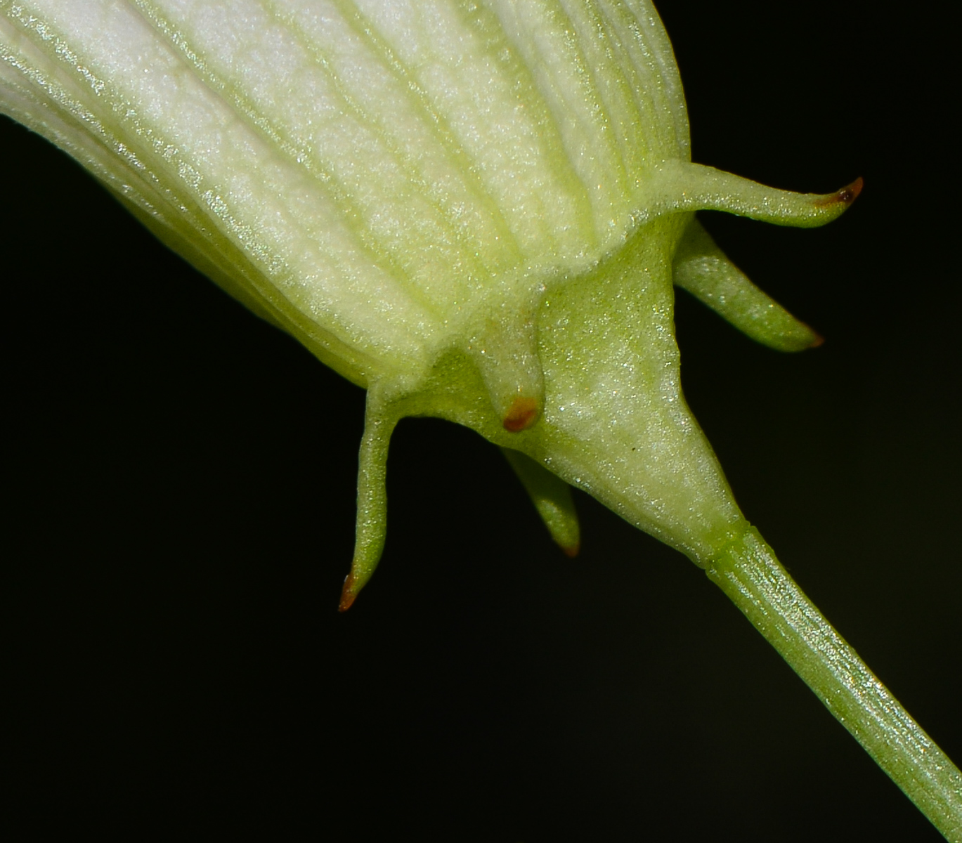 Image of Coccinia grandis specimen.