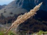 Achnatherum calamagrostis. Соплодие. Черногория, нац. парк Ловчен, гора Ловчен, вершина Језерски врх, комплекс мавзолея Петра II Петровича Негоша, нарушенная каменистая горная степь у дороги. 10.10.2014.