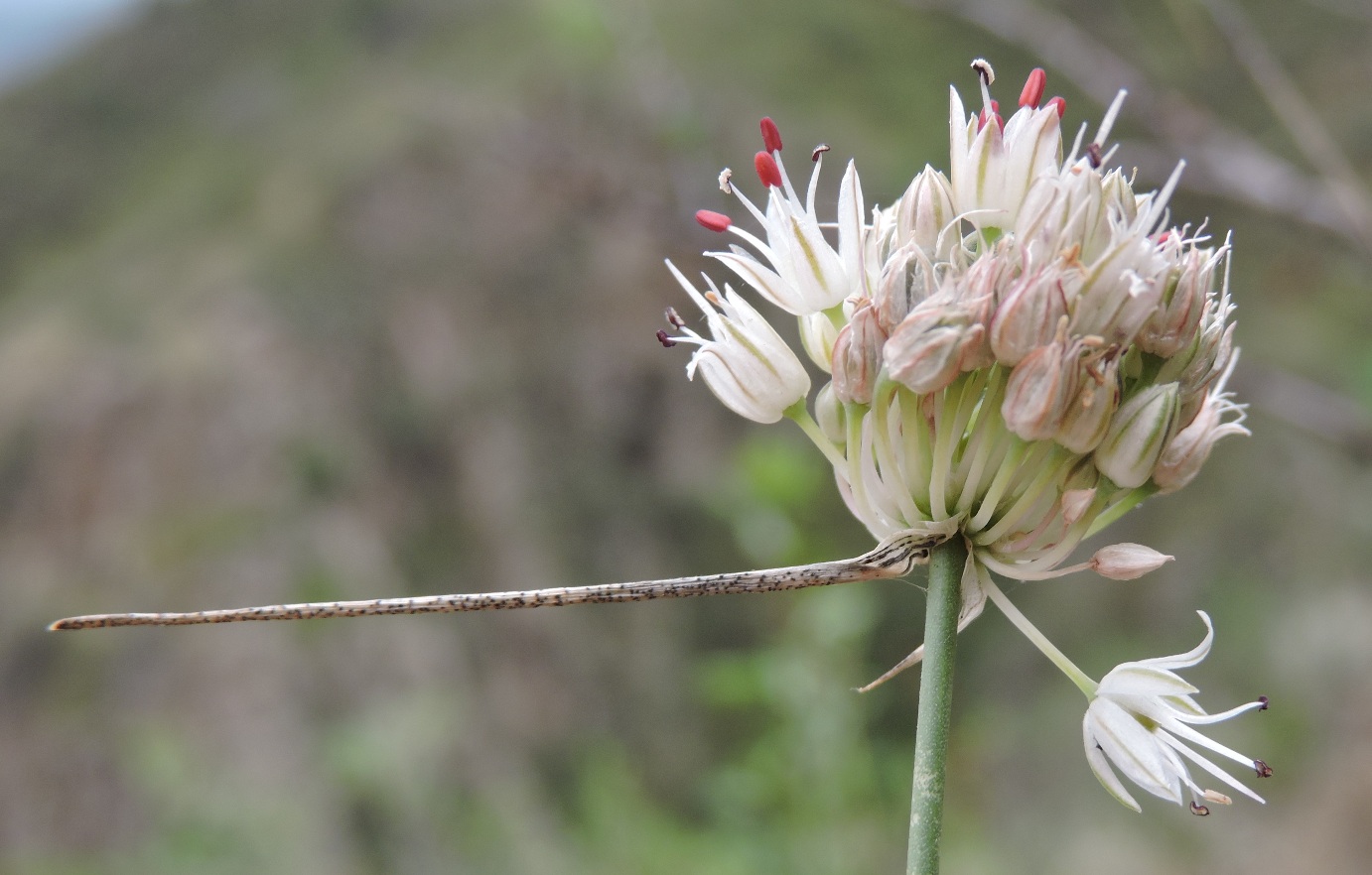 Image of Allium leptomorphum specimen.