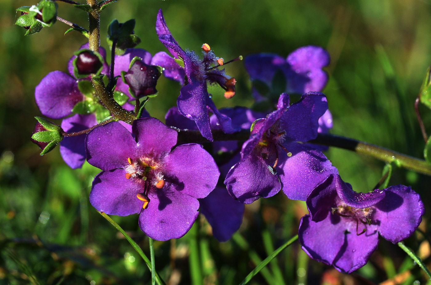 Image of Verbascum phoeniceum specimen.