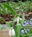 Galanthus elwesii. Цветки. Москва, филиал Ботсада МГУ \"Аптекарский огород\", теневой сад. 07.04.2017.