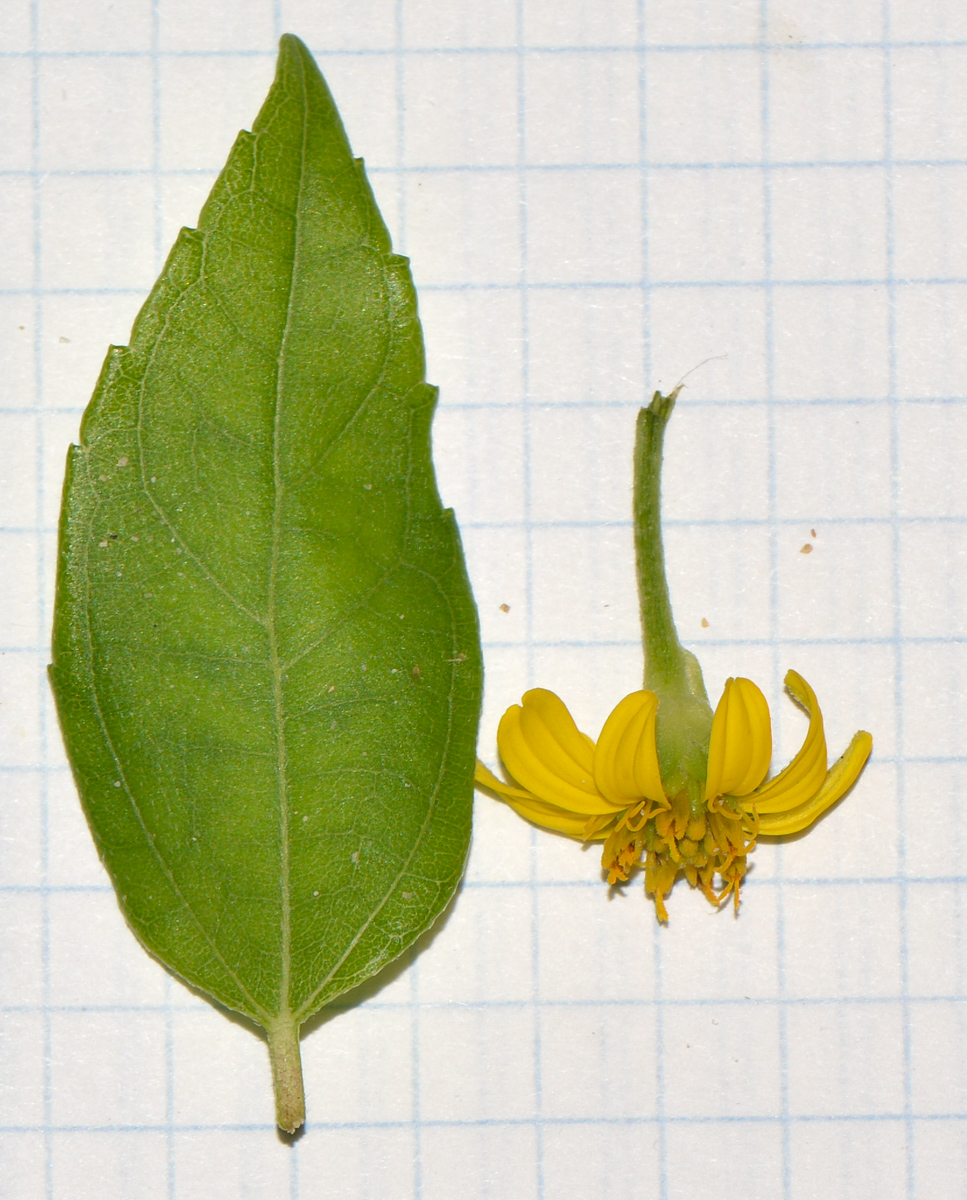 Image of Melanthera biflora specimen.