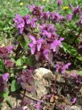 Lamium purpureum. Цветущие растения. Крым, Байдарская долина, окр. с. Кизиловое. 03.04.2010.