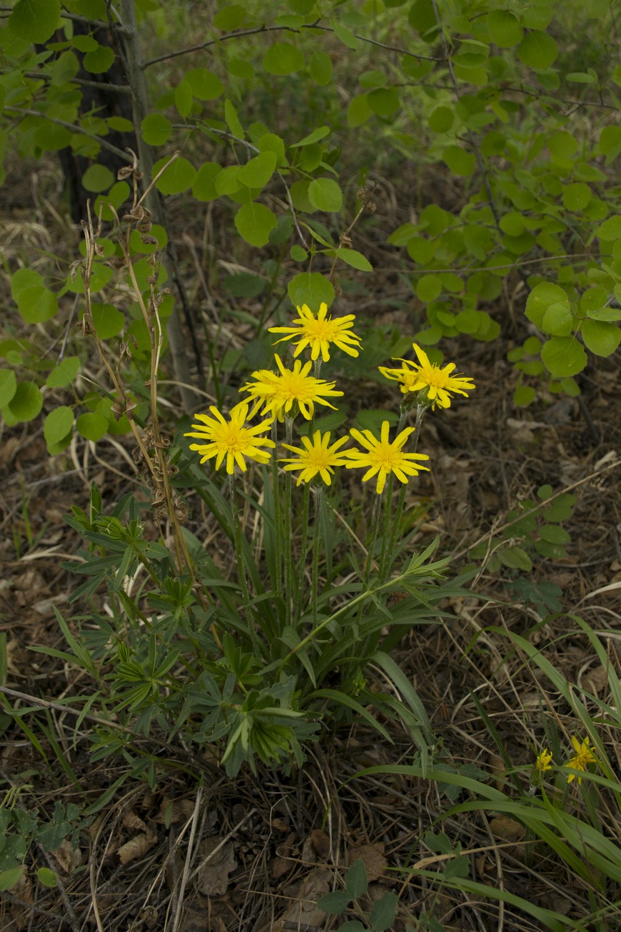 Изображение особи Scorzonera radiata.