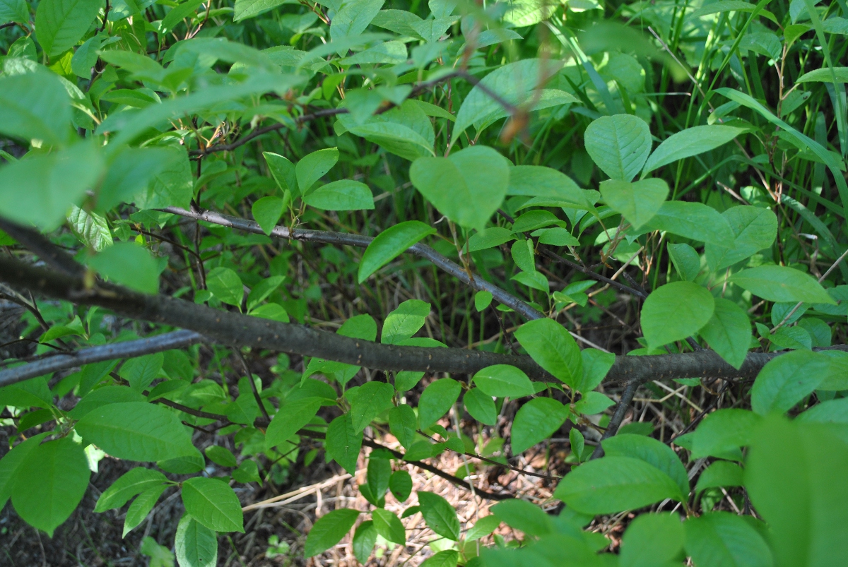 Image of Padus avium ssp. pubescens specimen.