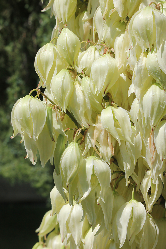 Image of Yucca gloriosa specimen.