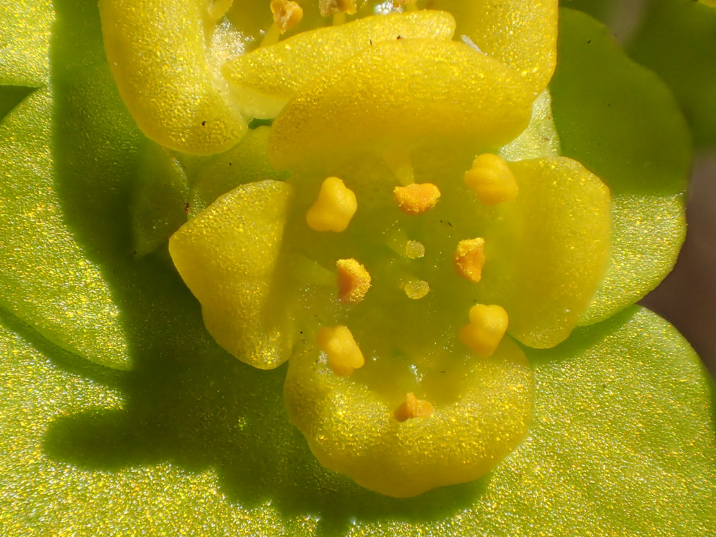 Image of Chrysosplenium alternifolium specimen.