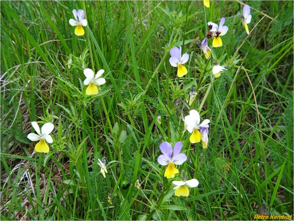 Image of Viola tricolor specimen.