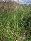 Carex hirta