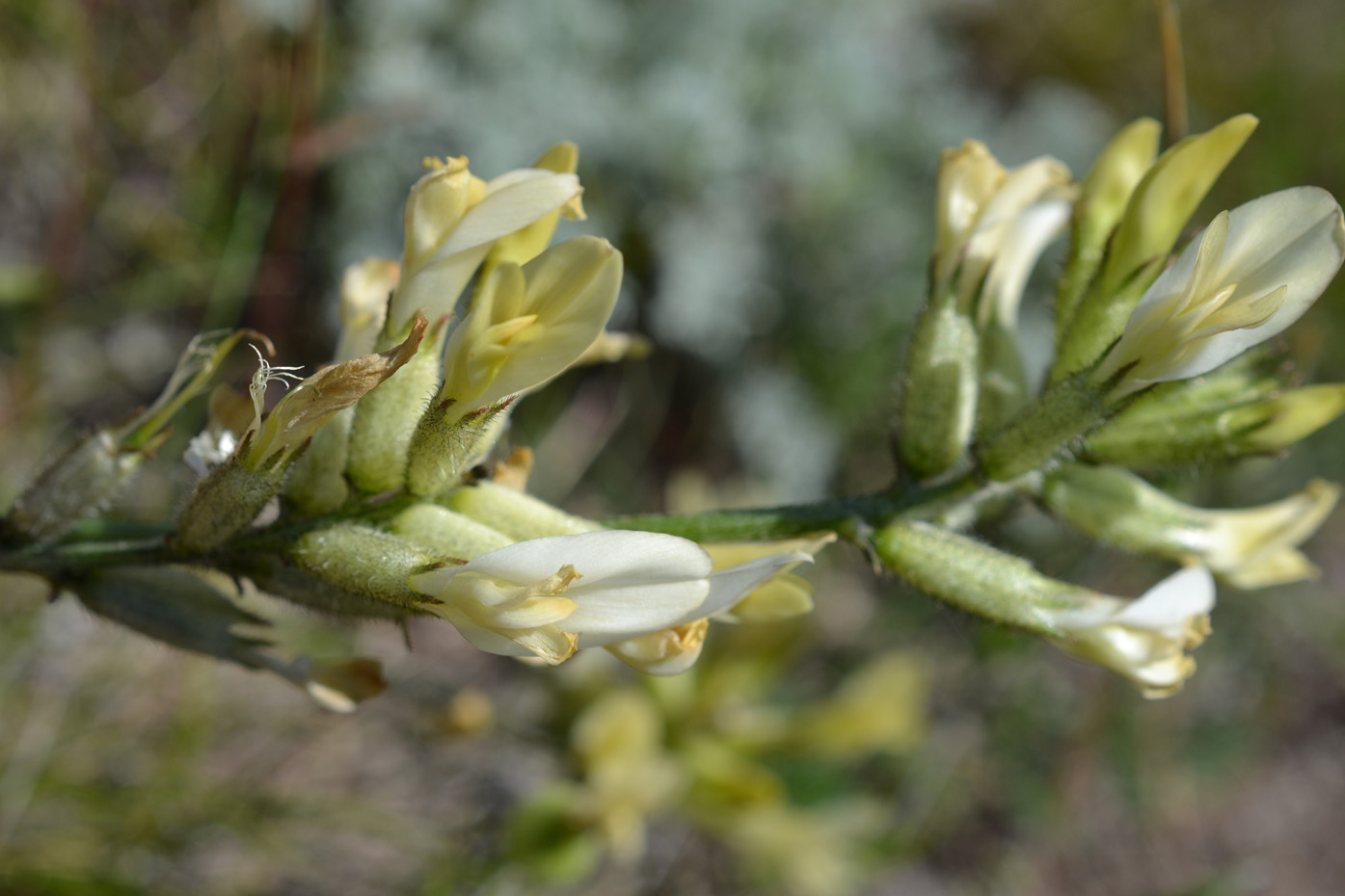 Изображение особи Astragalus glaucus.