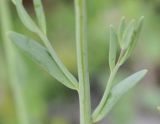 Linaria simplex