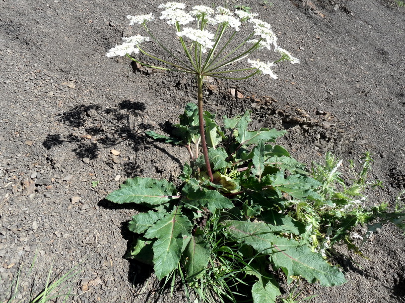 Image of Heracleum grandiflorum specimen.