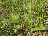 Dactylorhiza baltica. Нижняя часть побега цветущего растения. Беларусь, Минская обл., Минский р-н, окр. агрогородка Ждановичи, луг у водохранилища Дрозды. 17.06.2017.