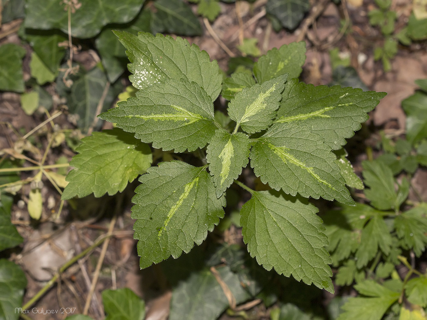 Image of Lamium maculatum specimen.