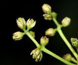 Phellodendron amurense. Часть женского соцветия. Приморский край, Ольгинский р-н, окр. с. Пермское, долина р. Аввакумовка на левом берегу. 04.07.2017.