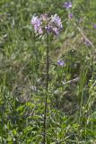 Saponaria officinalis