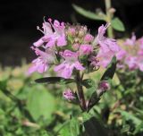 Thymus daghestanicus. Соцветие. Кабардино-Балкария, Эльбрусский р-н, окр. пос. Эльбрус, склон горы. 31.07.2017.