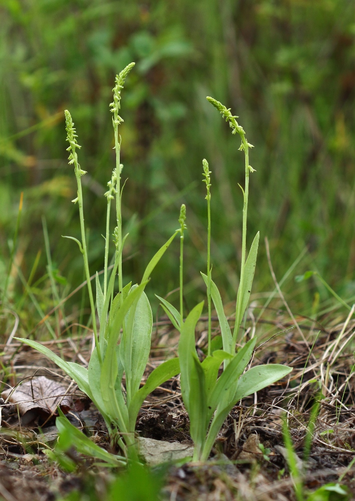 Изображение особи Herminium monorchis.