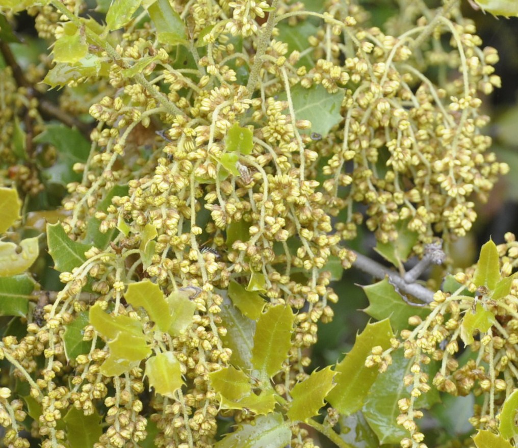 Image of Quercus coccifera specimen.