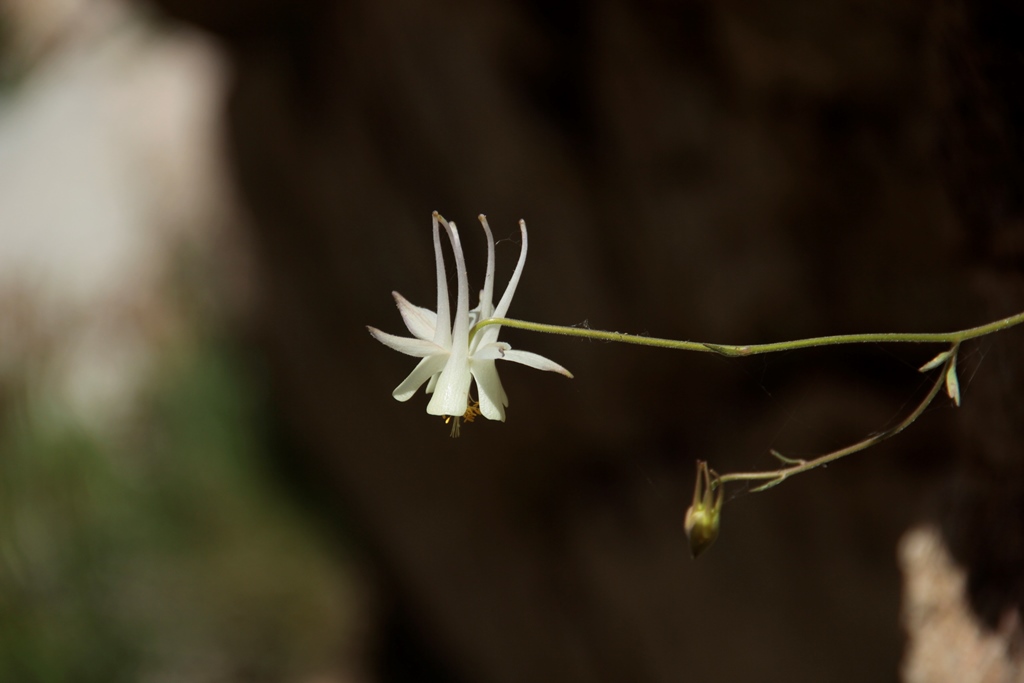 Изображение особи Aquilegia tianschanica.