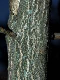Euonymus europaeus