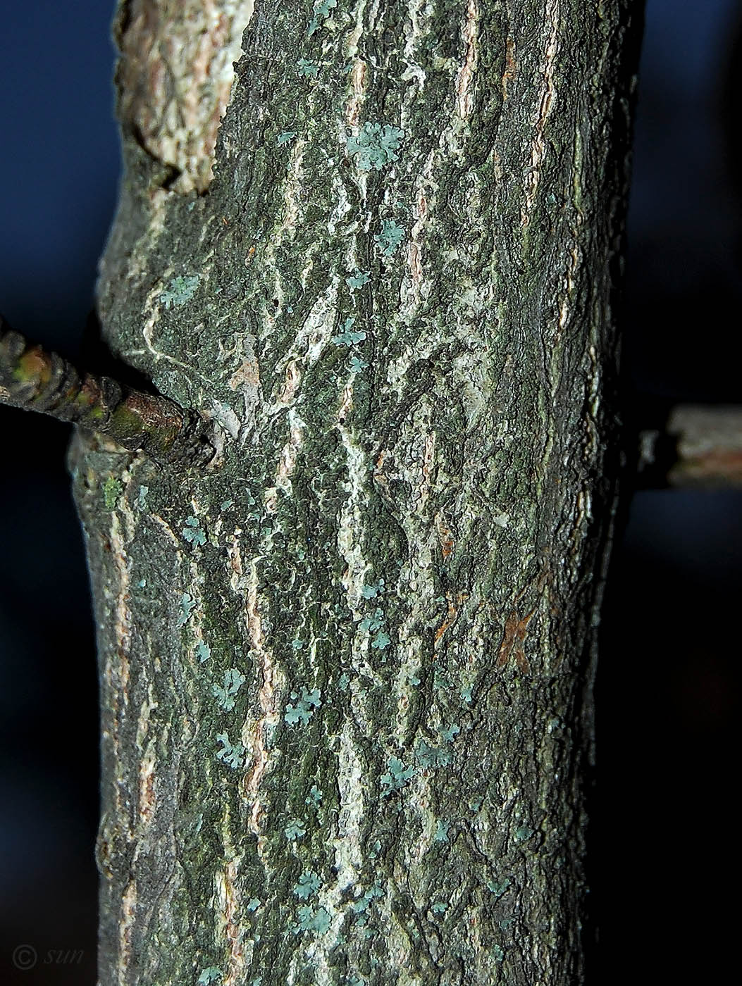 Image of Euonymus europaeus specimen.