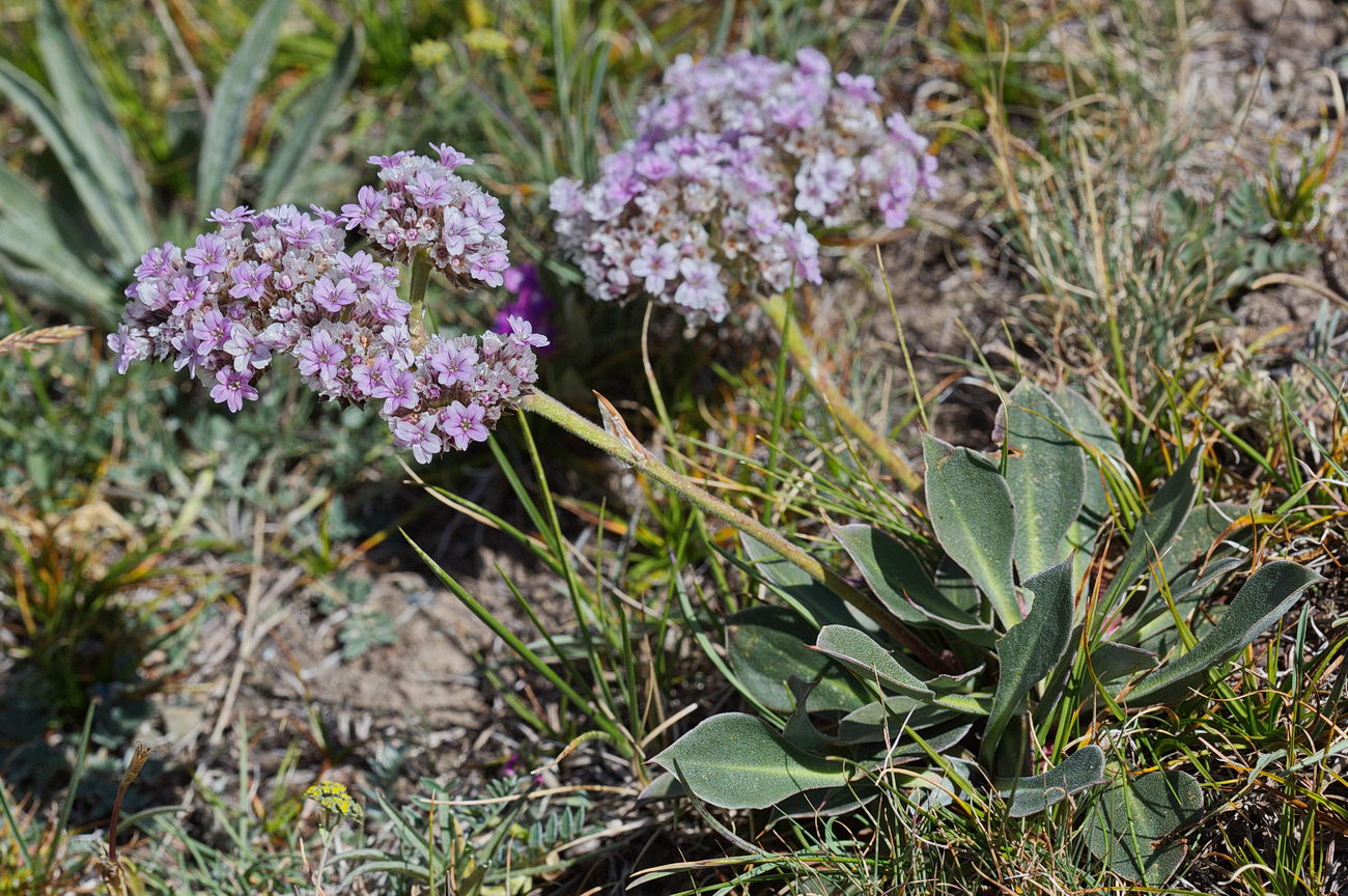 Изображение особи Goniolimon orthocladum.