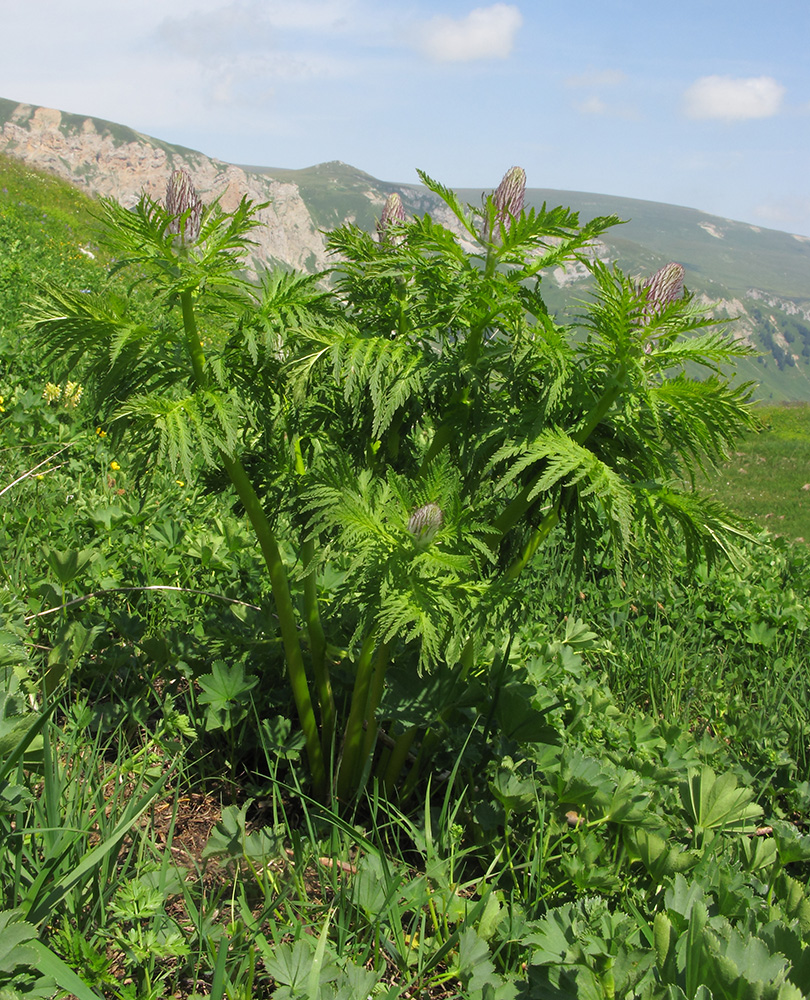 Изображение особи Pedicularis atropurpurea.