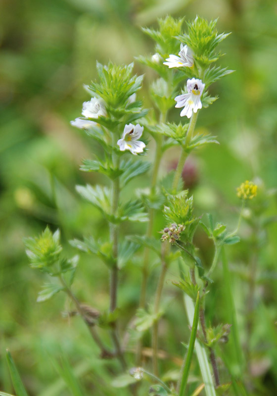 Image of genus Euphrasia specimen.