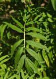 Tagetes erecta