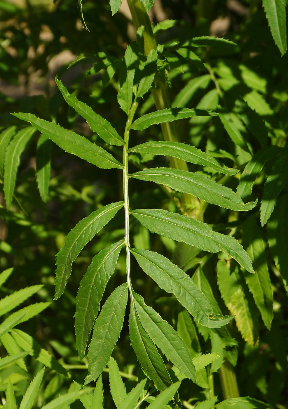 Изображение особи Tagetes erecta.