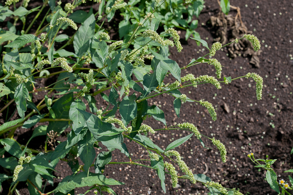 Изображение особи Persicaria scabra.