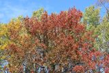 Quercus mongolica