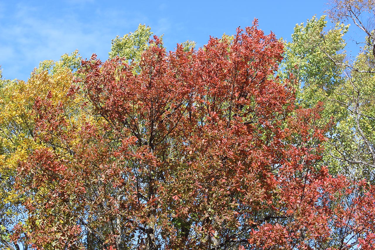 Изображение особи Quercus mongolica.