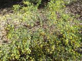 Pultenaea villosa. Цветущее растение. Австралия, г. Брисбен, ботанический сад. 07.08.2016.